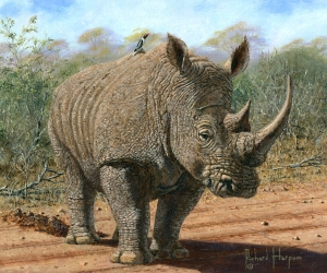 Kruger White Rhino